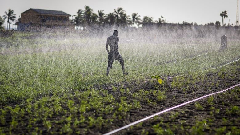  A man in the irrigated field
