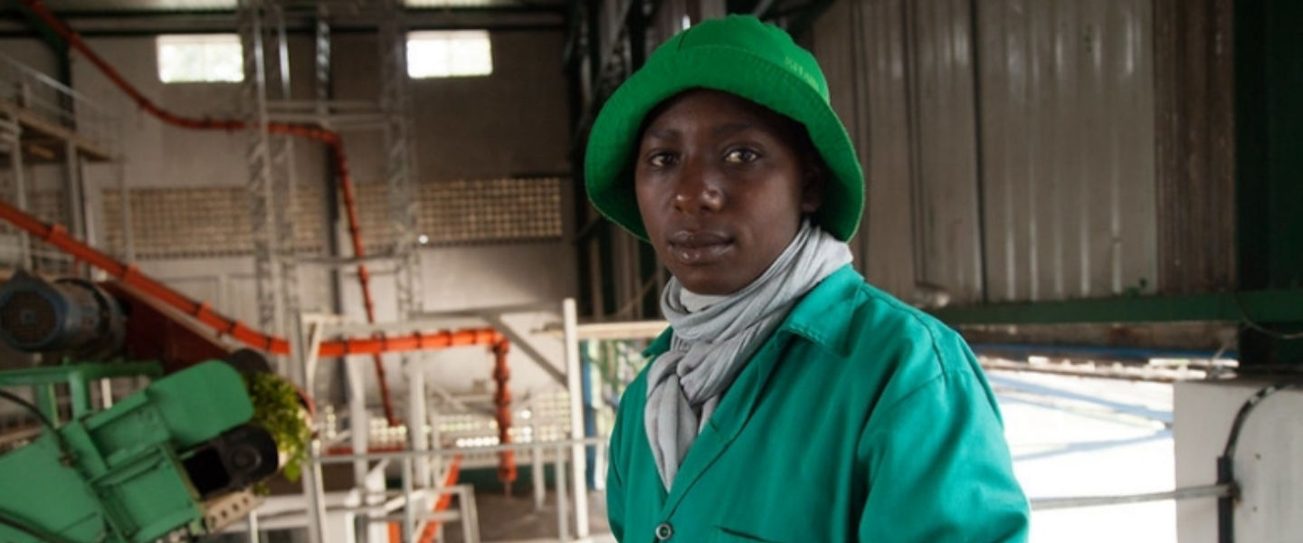 Tea processing in Rwanda