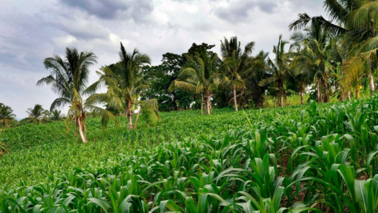 Field with vegetation in Indonesia