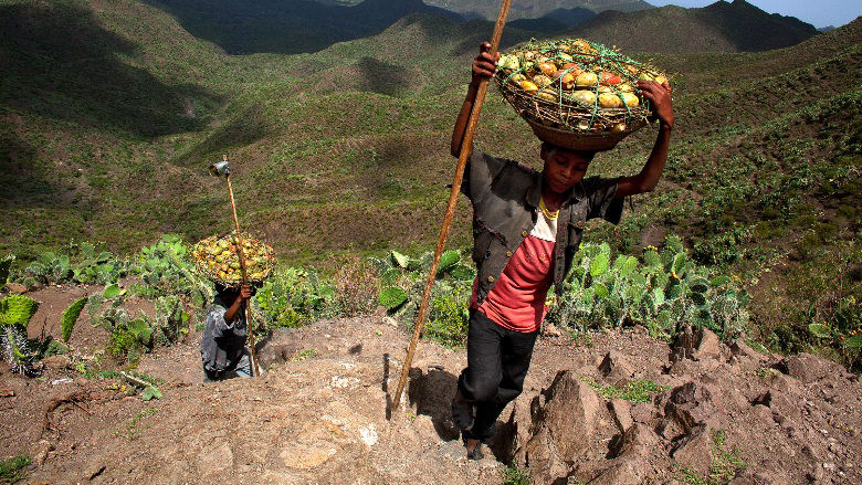 Ethiopia, Tigray region, Rayazebo District. Boys carrying cactus fruits from a plantation recreated by the World Bank funded 