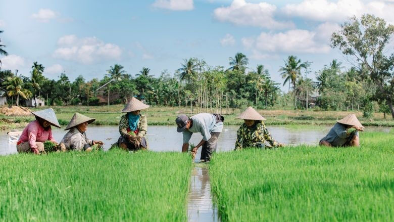 farmers work in the rice fields of Indonesia