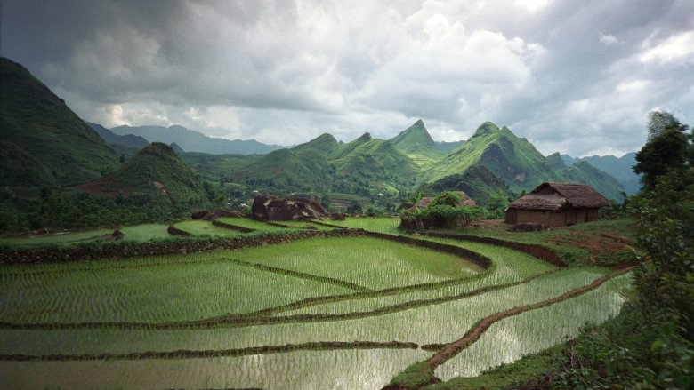  Rice-fields in a valley near Lao Cai, northern Vietnam. 