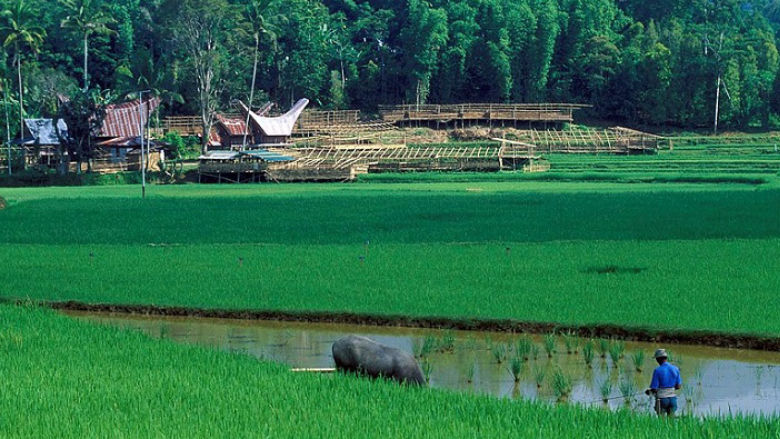 Landscape of fields and homes. Indonesia