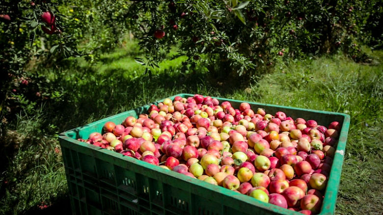 Agriculture in Latin America and the Caribbean