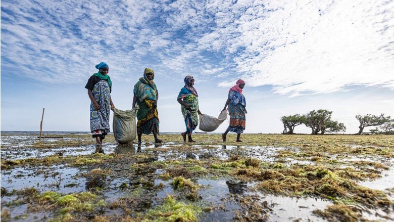 Seaweed farmers in Kenya. Photo credit: Anga Mbeyiya