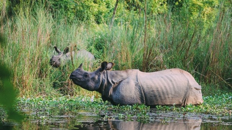 Rhino in Chitwan National Park, Nepal