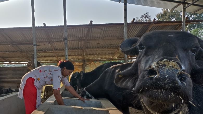 Jamuna Devi from Nepal's Bardiya mixes fodder for her cattle