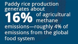 WBG Academy - Next Gen Rice