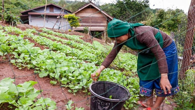 A Lao woman tends her vegetables in a sloping garden outside her house  