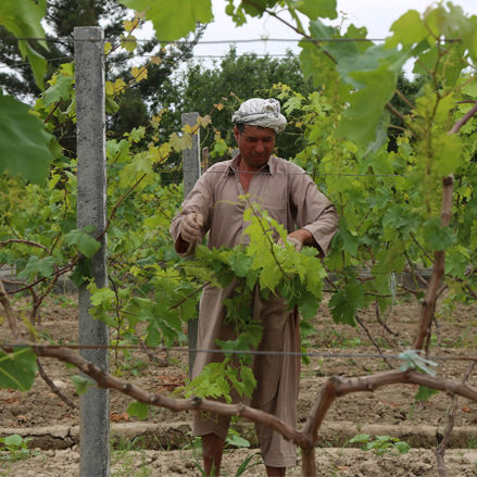 Afghanistan Press Release