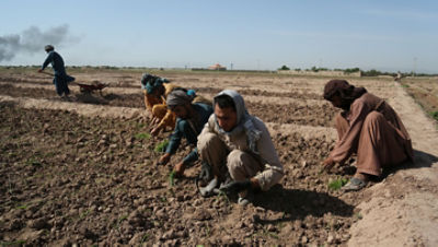 Research Farms Build Foundation for Afghanistanu0027s Agriculture