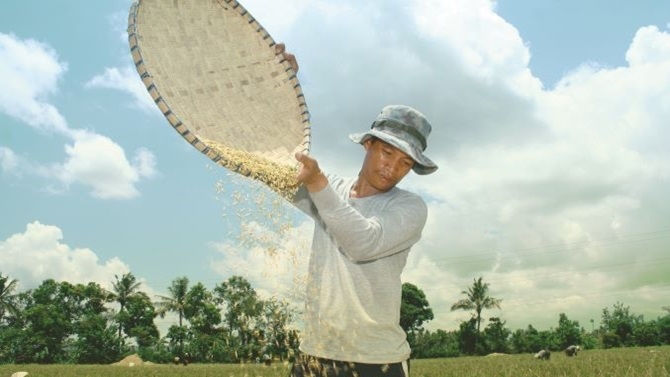 Rice farmer