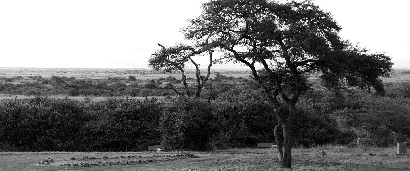 A landscape  with a tree in Kenya