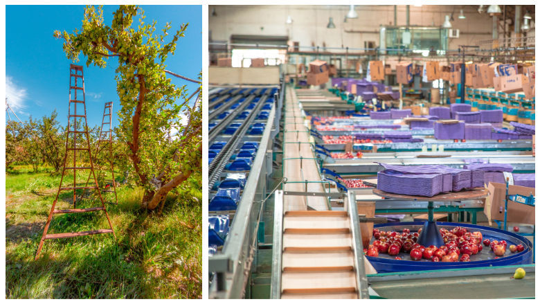 Manzanas Agricultura Argentina