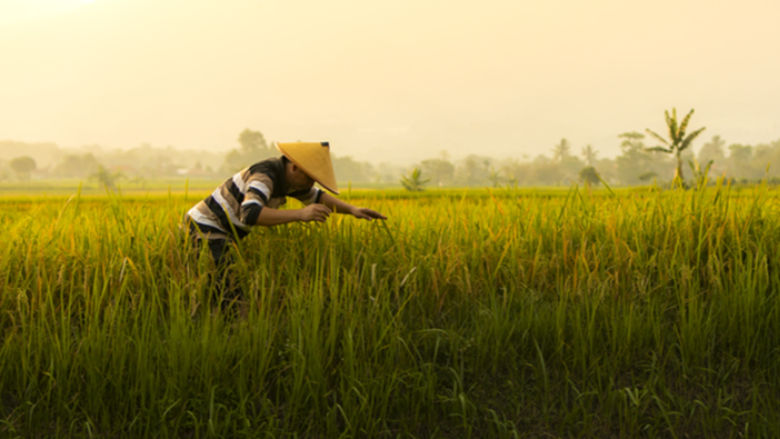 Farmer in field