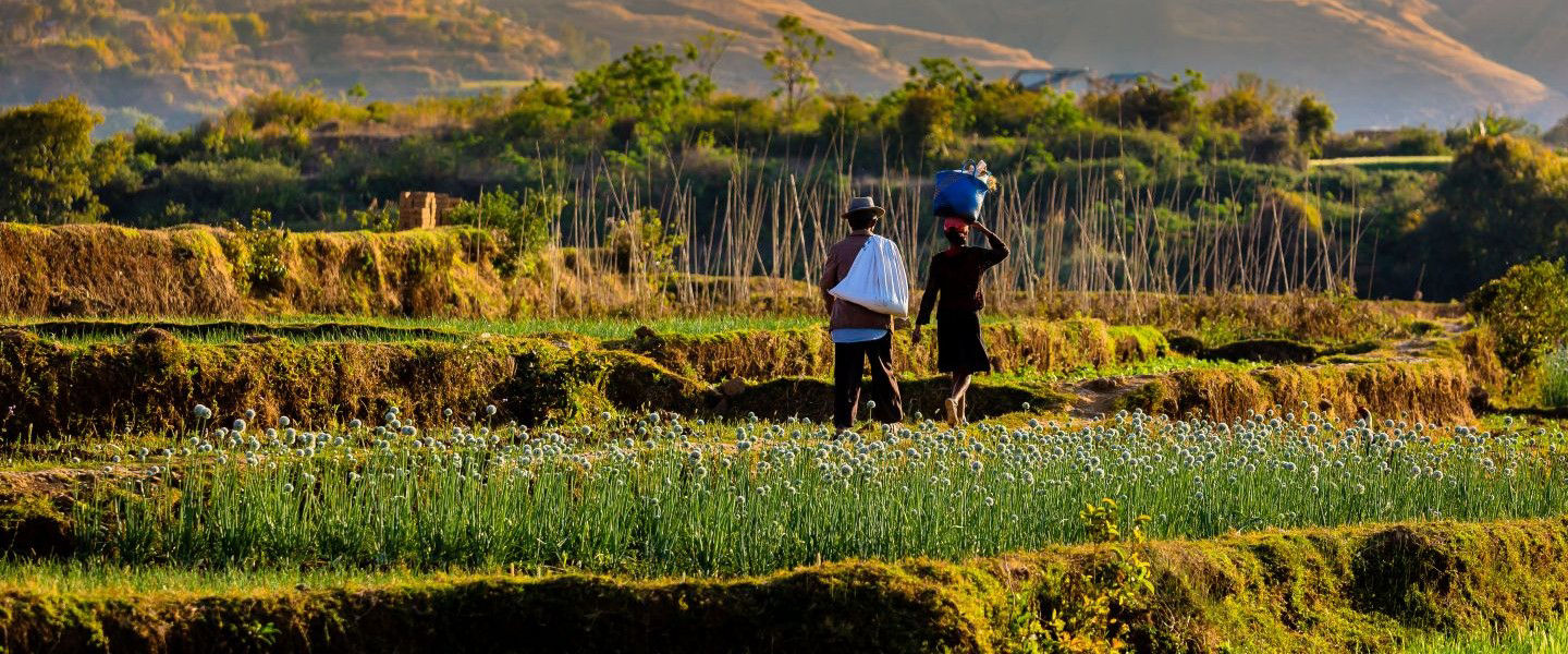Madagascar agricultural landscape 