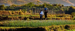 Madagascar agricultural landscape 