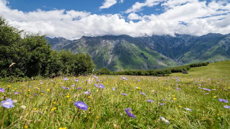 Flower field meadow in caucasus mountains eastern europe stepantsminda georgia
