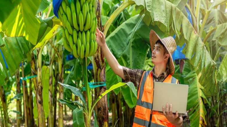 A farmer checking on bananas Photo credit Adobe stock