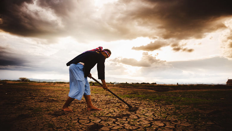 A Farmer working on dry ground with hoe.
