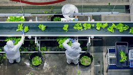 Agricultural Value Chains