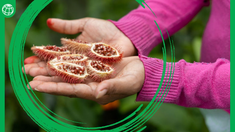 Detalle de manos de agricultora con frutos del Amazonas en Ecuador
