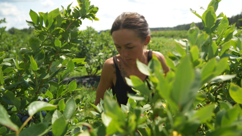 Dark-haired woman picking blueberries in field, Ukraine.