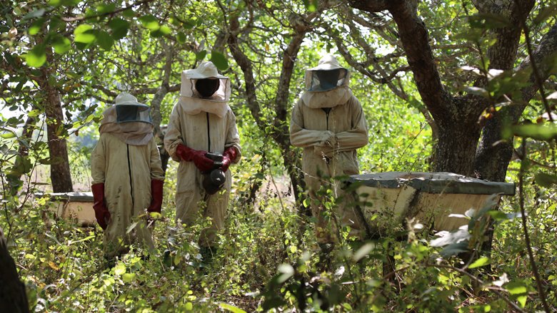 Benin Eco-Friendly Honey Production
