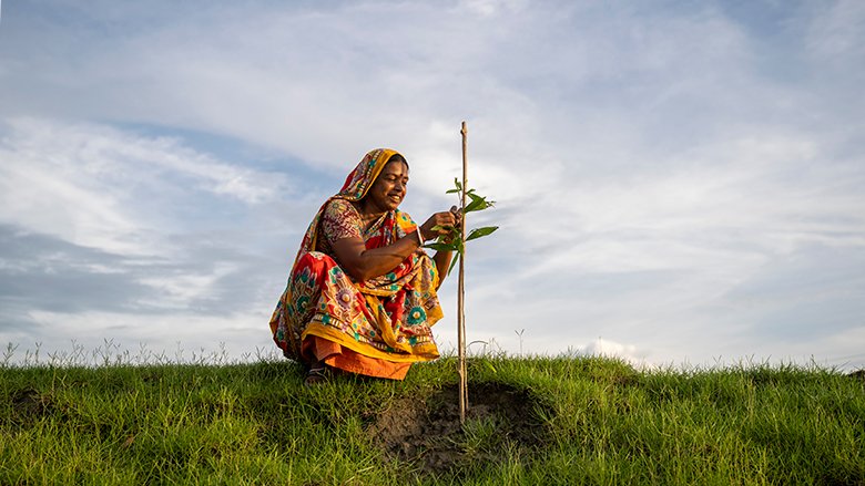 Afforestation in Bangladesh