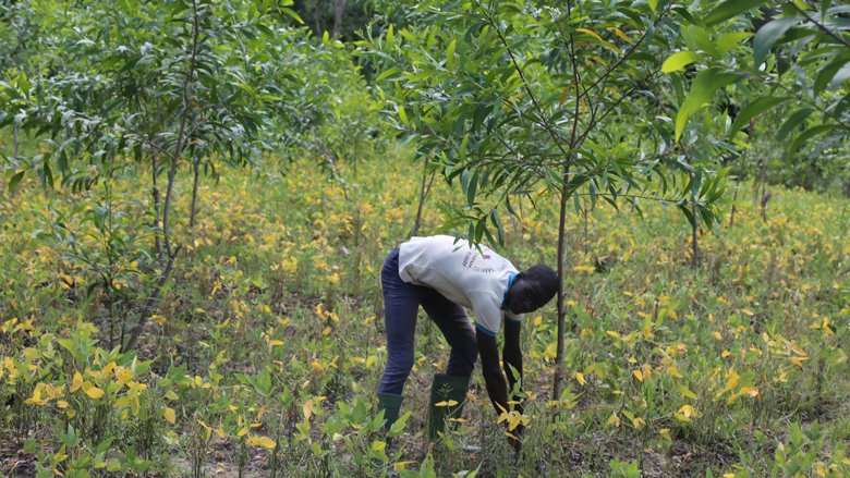 Benin: Local communities help restore classified forests