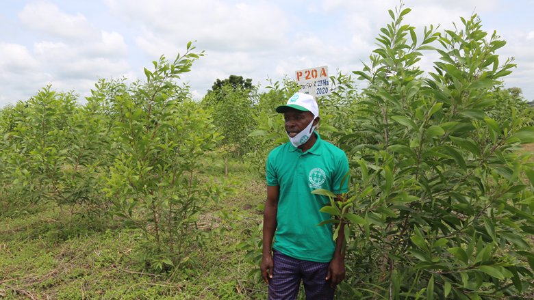 Benin: Local communities help restore classified forests