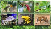 Collage of animals highlighting biodiversity
