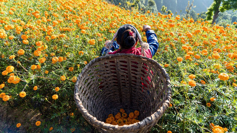 Blossom-flower-in-Kathmandu, Nepal