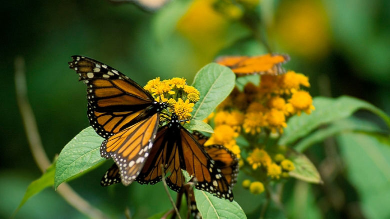 Butterflies in Mexico