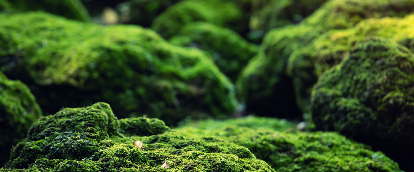 close shot of green lush moss