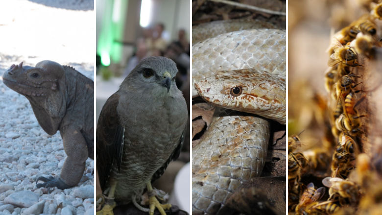 Caribbean conservation