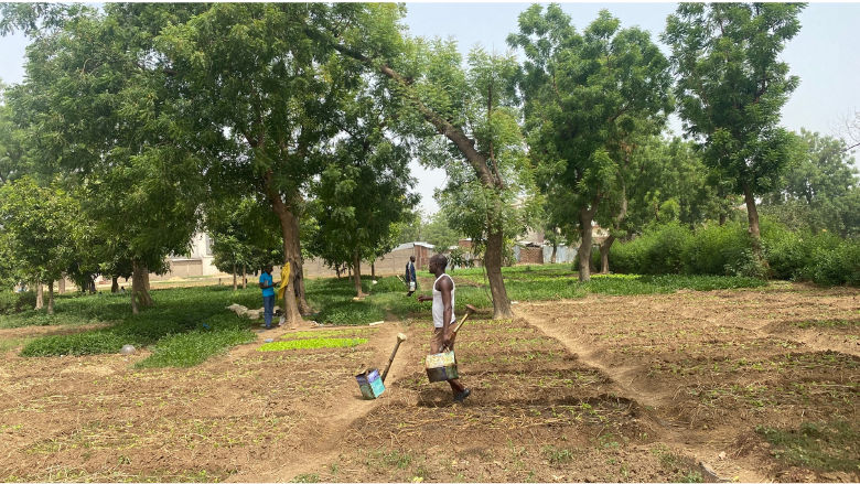 Unlocking the Potential of Nature-Based Solutions for Climate Resilience in Sub-Saharan Africa
