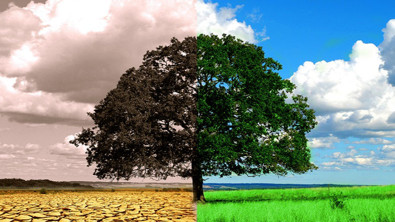 tree on two backgrounds: one with good climate conditions, another - with damaged environment shown as desert