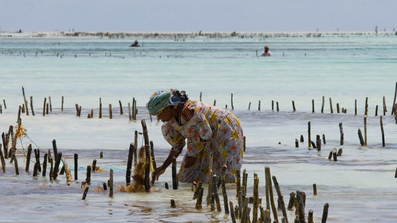 A Woman and seaweed Photo credit Wendy Lin CC