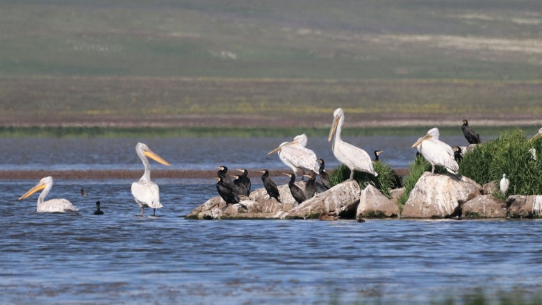 Dalmatian Pelicans on the shore of a lake in Georgia
