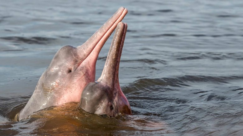 Amazon River Dolphins