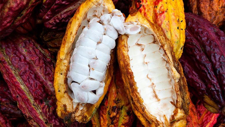 Ecuador: Imagen de planta de cacao. La producción de cacao ha duplicado de 7 a 15 quintales por hectárea al año.