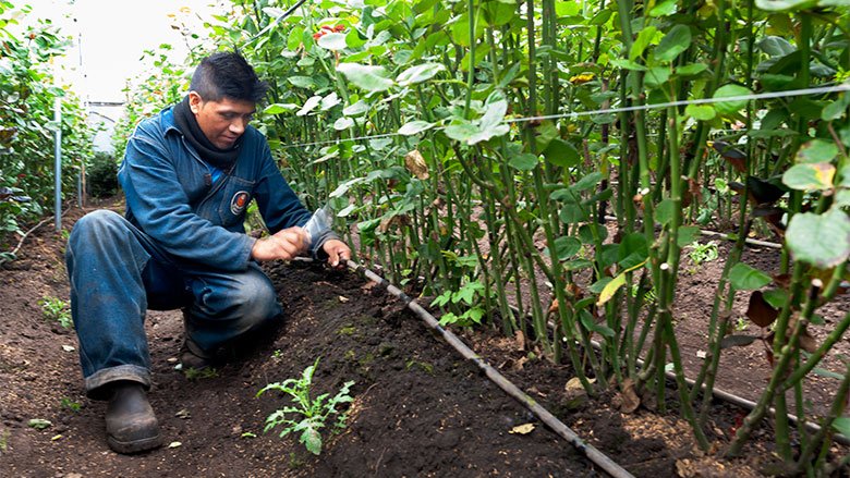Comunero de La Libertad en Cayambe trabajando con plantaciones de rosas regadas con riego tecnificado.