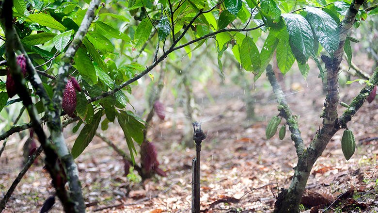Sistema de Riego tecnificado en plantaciones de cacao. El PIT ha tecnificado 69.95 hectáreas con riego por aspersión. 