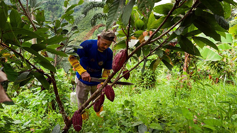 Hólger Morocho, agricultor de cacao trabajando en el campo que ya cuenta con sistema de riego tecnificado.