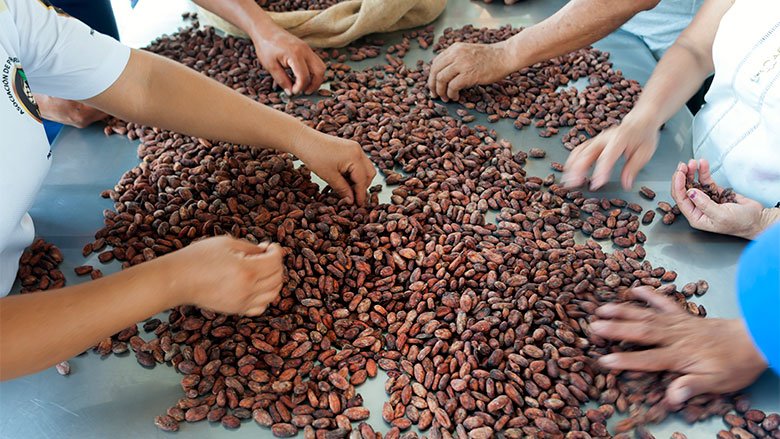 Manos de trabajadores secando la pepa del cacao cosechado y moliendo para producir chocolate. 