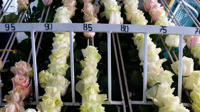 Rosas ordenadas debajo de carteles que las organizan según tamaño.