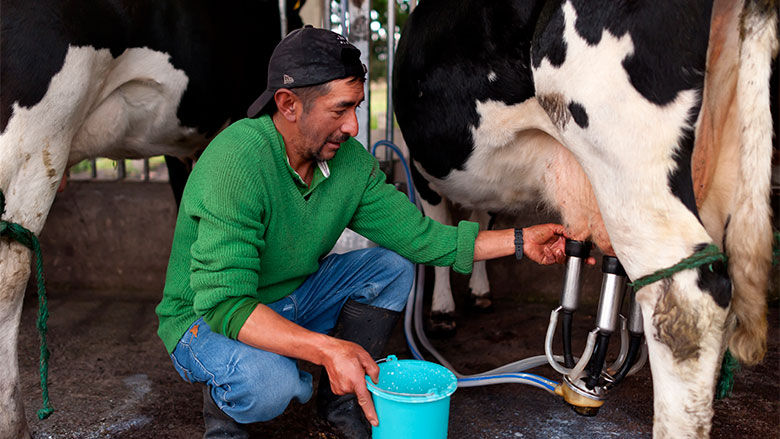 Comuneros de la parroquia Pifo ordeñando una vaca. 