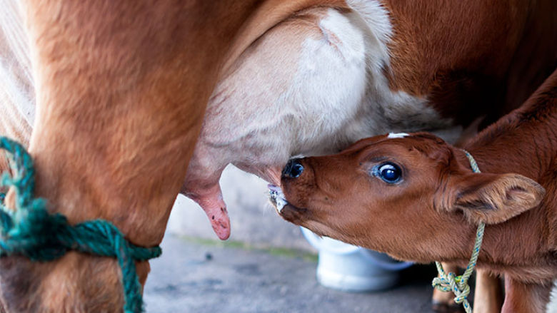 Becerro tomando leche de la ubre de su madre vaca.