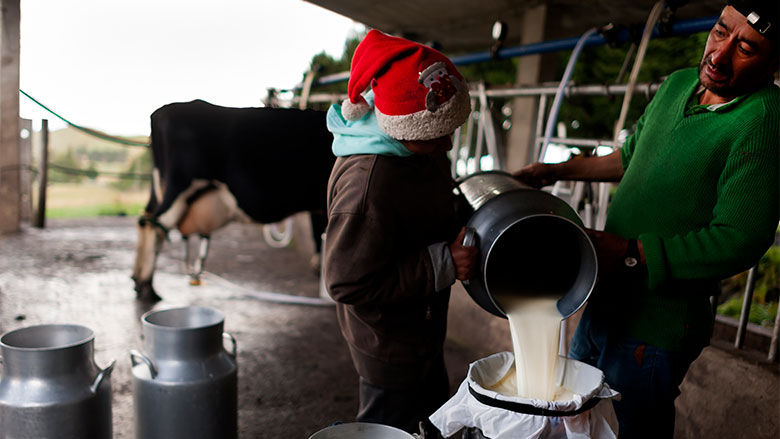 Comuneros de la parroquia Pifo vertiendo leche ordeñada en lecheras (recipientes).